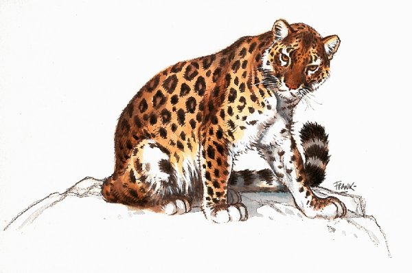 leopardo-imagen-animada-0017