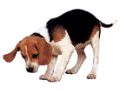 beagle-imagen-animada-0031