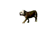 bulldog-imagen-animada-0021