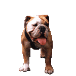 bulldog-imagen-animada-0023