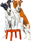jack-russell-terrier-imagen-animada-0016