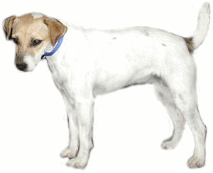 jack-russell-terrier-imagen-animada-0023