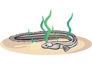anguila-imagen-animada-0015