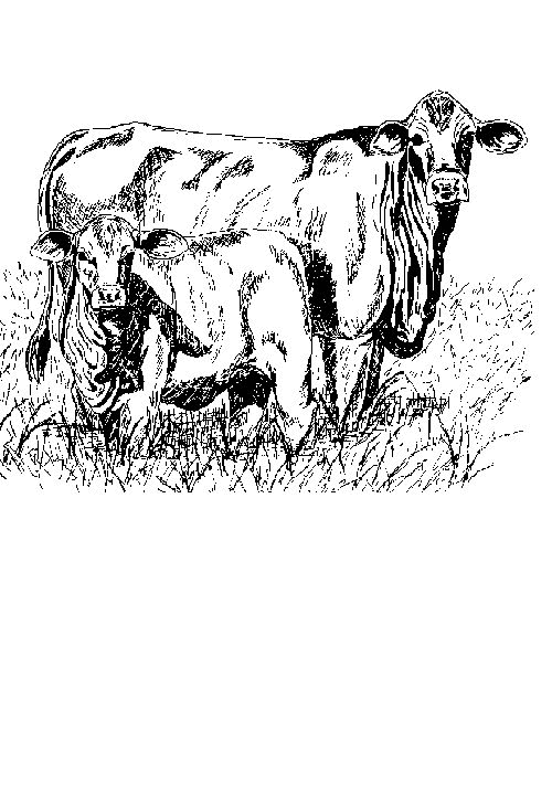 dibujo-para-colorear-vacas-imagen-animada-0037