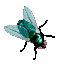 mosca-imagen-animada-0025