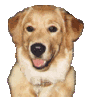 perro-imagen-animada-0455
