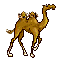camello-imagen-animada-0010