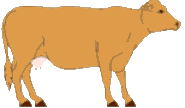vaca-imagen-animada-0053