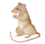 Imagenes Gif Kitty | ratones im 225 genes animadas gifs y animaciones 161 100 gratis Imagenes Gif Kitty | ratones im 225 genes animadas gifs y animaciones 161 100 gratis
