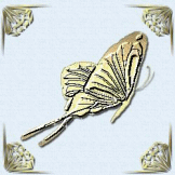 mariposa-imagen-animada-0316