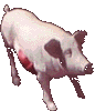 cerdo-puerco-y-cochino-imagen-animada-0155