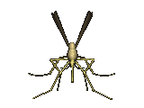insecto-imagen-animada-0022
