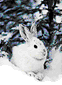 conejo-imagen-animada-0639