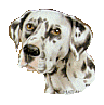 perro-dalmata-imagen-animada-0091