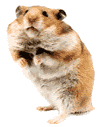 hamster-imagen-animada-0103