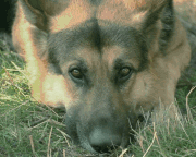 perro-pastor-imagen-animada-0011