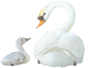 cisne-imagen-animada-0022