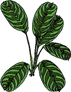 hoja-imagen-animada-0047