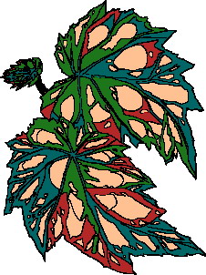 hoja-imagen-animada-0050