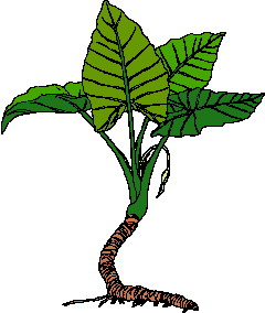 hoja-imagen-animada-0058