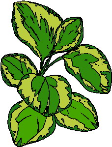 hoja-imagen-animada-0062