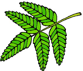 hoja-imagen-animada-0066