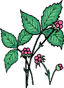 hoja-imagen-animada-0076