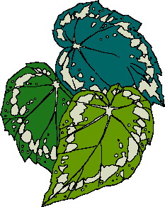 hoja-imagen-animada-0089