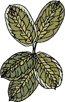 hoja-imagen-animada-0101