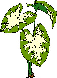 hoja-imagen-animada-0109