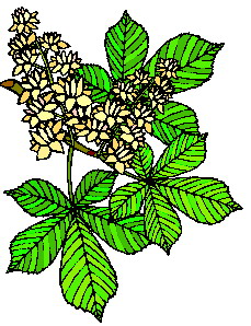 hoja-imagen-animada-0153