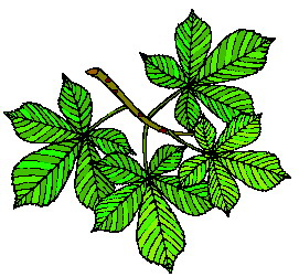 hoja-imagen-animada-0160