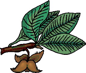 hoja-imagen-animada-0257