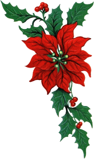 flor-de-navidad-imagen-animada-0015