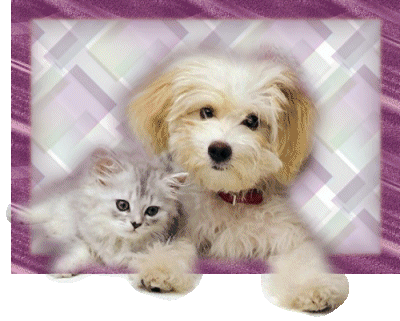 perro-y-gato-imagen-animada-0023