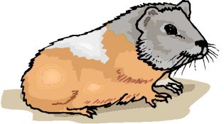cobaya-y-conejillo-de-indias-imagen-animada-0005