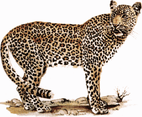 leopardo-imagen-animada-0008