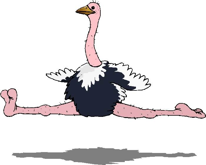 avestruz-imagen-animada-0104