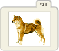 shiba-inu-imagen-animada-0045