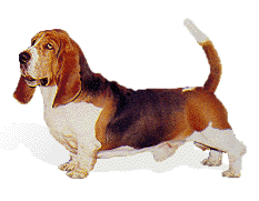 basset-hound-imagen-animada-0035