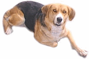 beagle-imagen-animada-0015