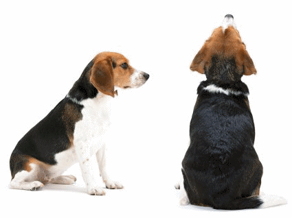 beagle-imagen-animada-0022