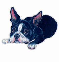 boston-terrier-imagen-animada-0007