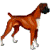 boxer-imagen-animada-0021