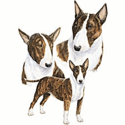 bull-terrier-imagen-animada-0008