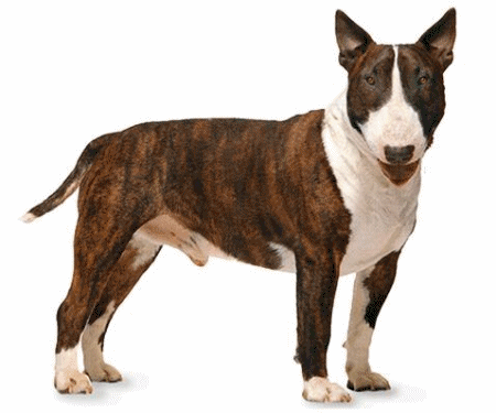 bull-terrier-imagen-animada-0010