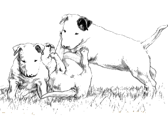 bull-terrier-imagen-animada-0017