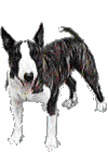 bull-terrier-imagen-animada-0025