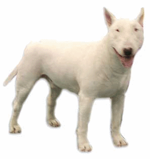 bull-terrier-imagen-animada-0029