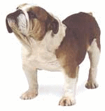 bulldog-imagen-animada-0035